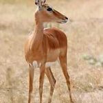 Giao dịch như một thợ săn chuyên nghiệp