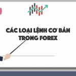 6 lệnh giao dịch trên MT4 nhà đầu tư cần nắm rõ Các loại lệnh cơ bản trong forex